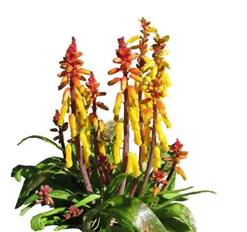 детали цветка