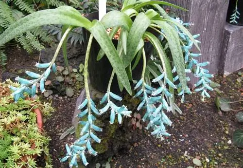 Что из себя представляет род Lachenalia и как за ним ухаживать