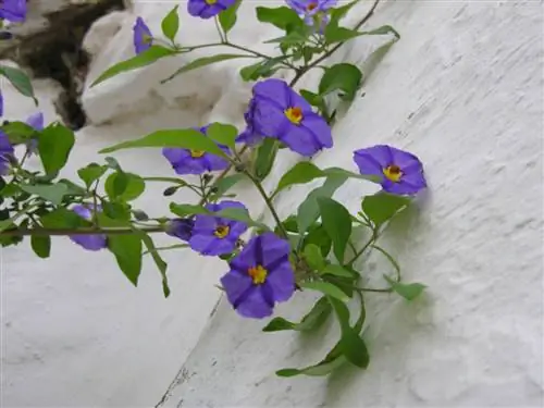 детали синих цветов Fuente_herbarium