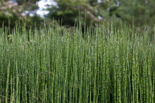 конский хвост