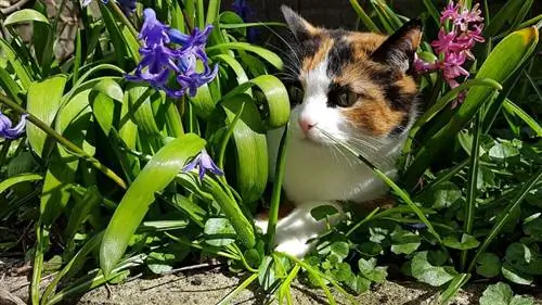 домашние хитрости, чтобы держать кошек подальше от растений