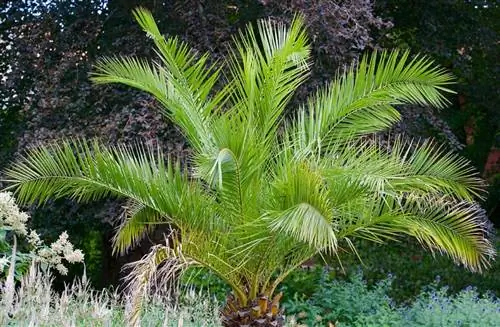 комнатные тропические растения