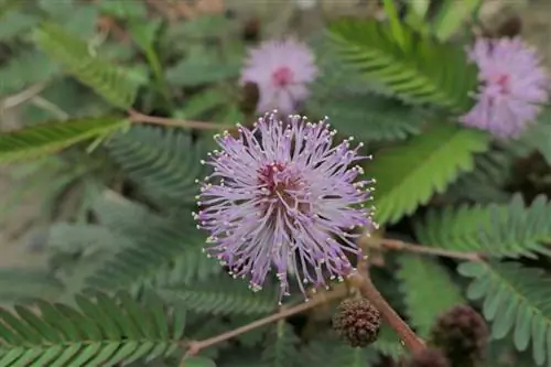 смущающая мимоза