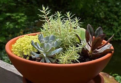 Пересаженные растения для их восстановления