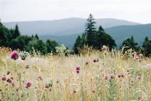 Какие растения относятся к злакам