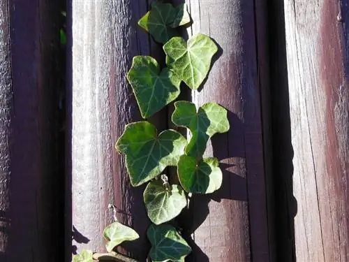 пото, прикрепленный к лесу