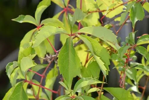 девственная лоза