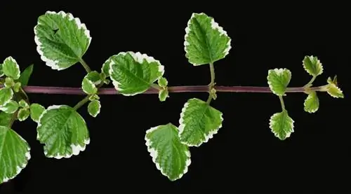 благовонное растение использует