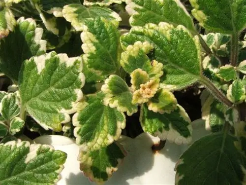 Plectranthus_coleoides_