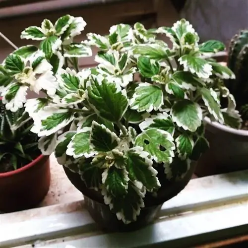 благовония