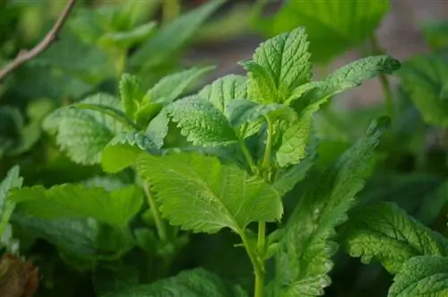 зеленые и блестящие листья здорового растения