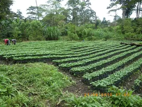 coffee_crops