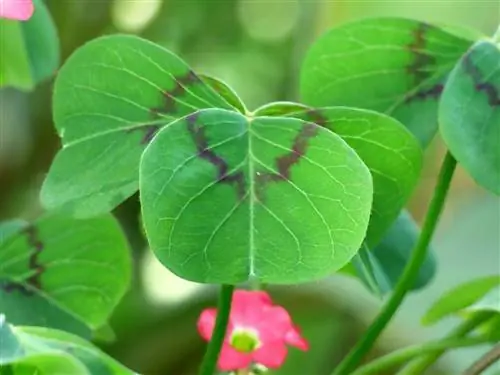 Детали листьев растения