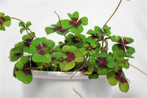 Кислица четырехлистная: основные характеристики и уход