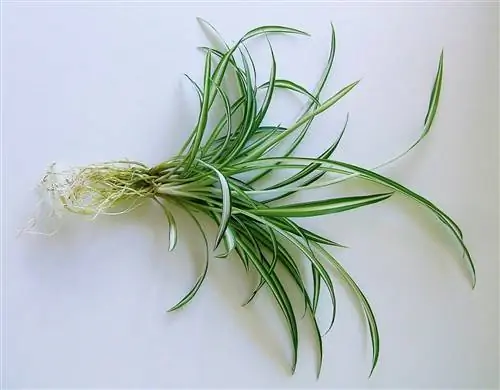 плохое материнское растение с корнями