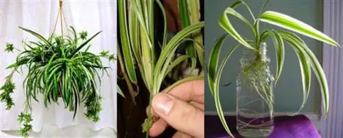 воспроизвести растение Source_Garden Grow Shop