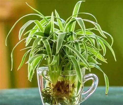 Размножение в воде Fuente_Eco Jardín Mágico