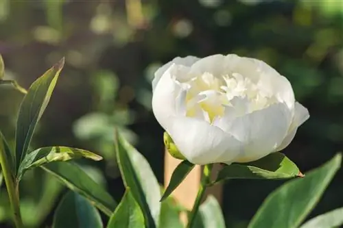 Деталь размера пиона