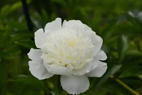 белый китайский цветок