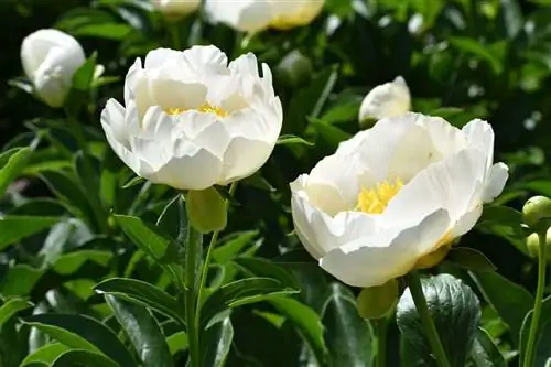 Белые пионы: характеристика и значение