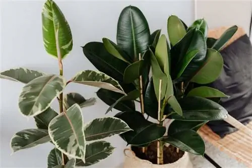 Как восстановить фикус, потерявший листья