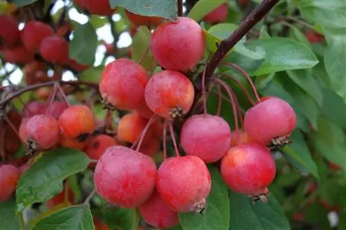 Malus everest: основные характеристики и уход