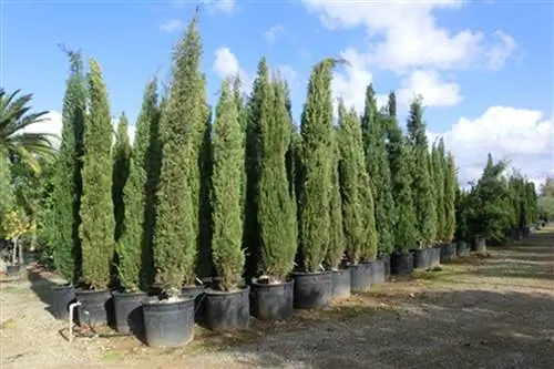 Кипарисы Source_ Plantyserv