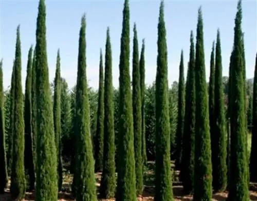 Эти деревья обеспечивают конфиденциальность ваших пространств Fuente_Plantamus