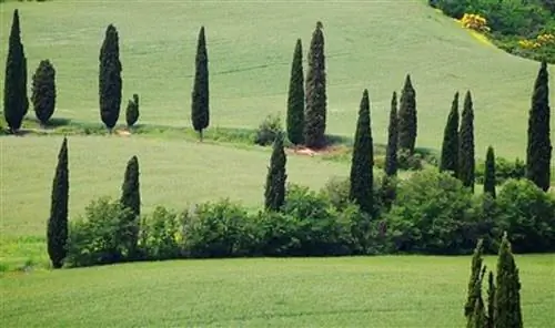 Тотем Кипарис: что это за дерево и какой уход ему нужен