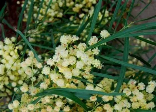 Мимоза четыре сезона Source_Un quadratodigardino