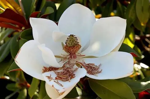 детали цветка