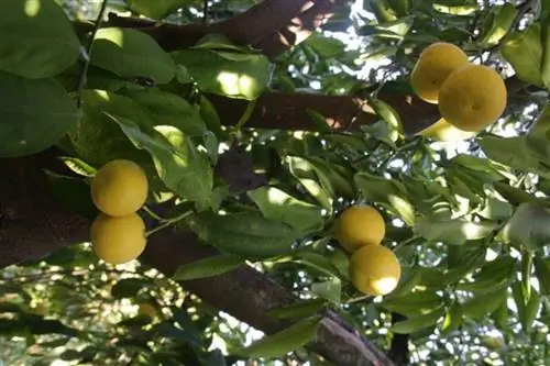 Когда обрезать лимонное дерево лунеро Fuente_comprarpomelos