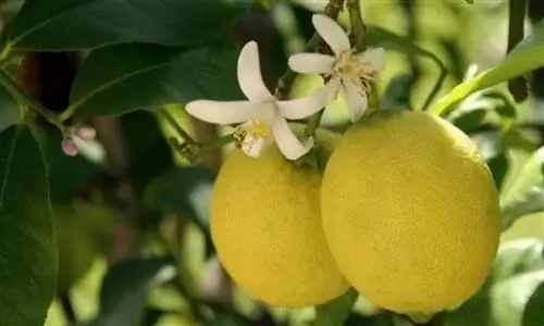 цветок-и-фрукты-Fuente_limonero.me