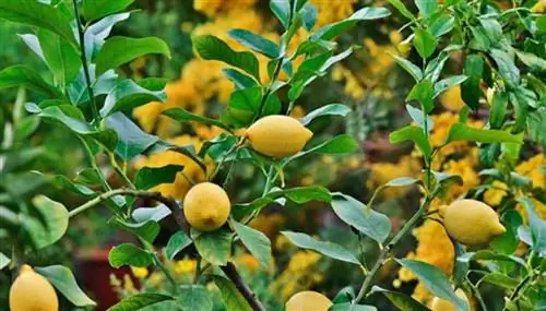 лимоны лунерос Source_environment