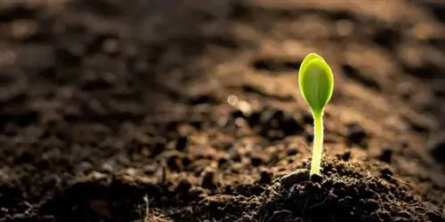 Что такое биоуголь? Откройте для себя черное золото природы