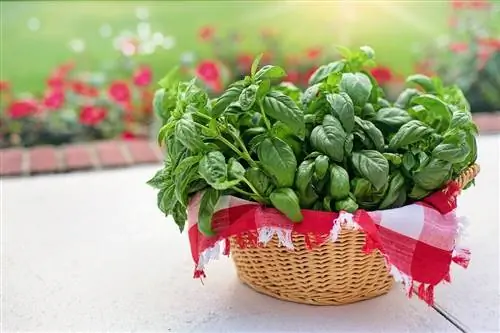Как сделать базиликовое масло в домашних условиях?
