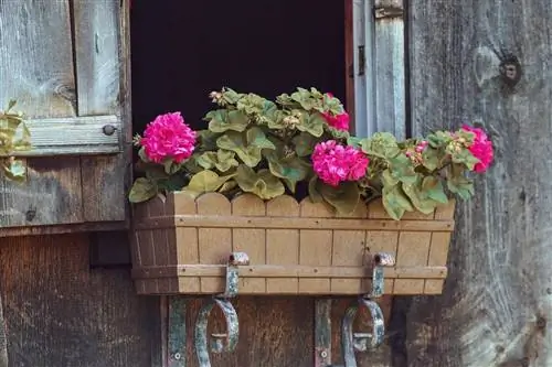 герань с цветком в горшке