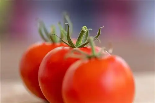 Какие помидоры самые вкусные в Испании?