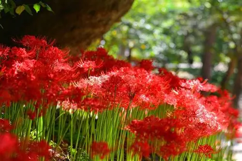 красные лилии в саду, спроецированные с помощью бесплатной 3D-программы для дизайна сада