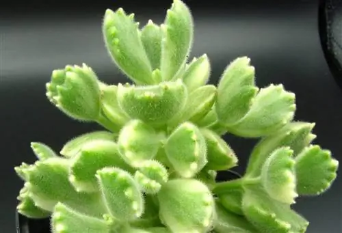 зеленый суккулент Source_Valley Succulents