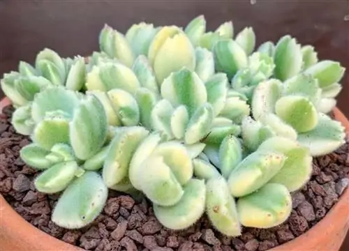 суккулент Source_Everything для вашего сада