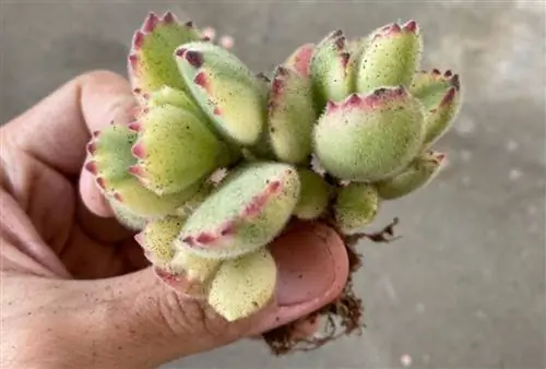 Распространение суккулентов Источник_Зеленая капсула