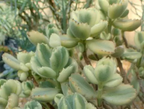 Cotyledon tomentosa variegata: характеристика и основной уход