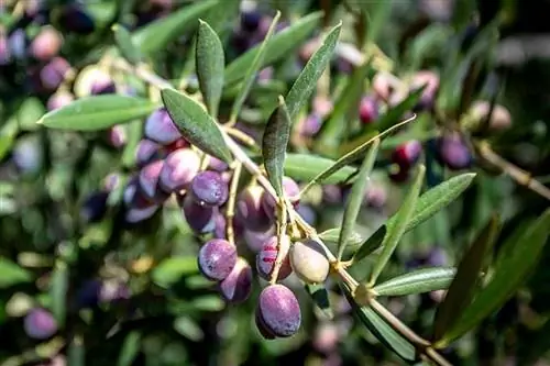 Оливковое дерево Арбекина: все, что нужно знать об этом сорте