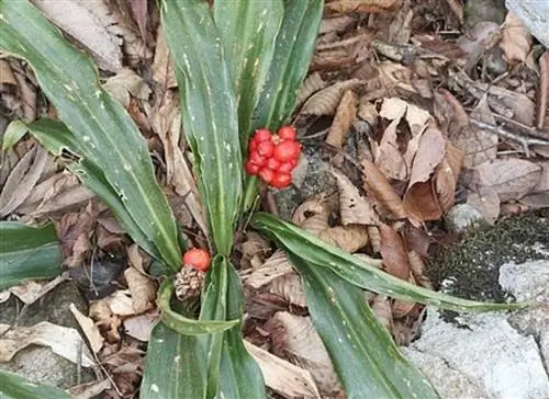 священная лилия