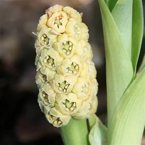 японская лилия