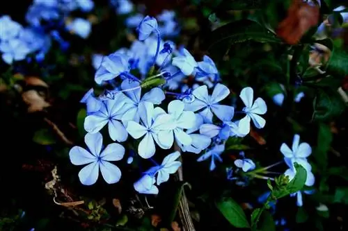 Climbing Plumbago, голубой жасмин, который украшает ваши стены и пол