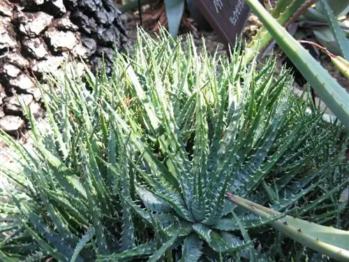 сочное алоэ h