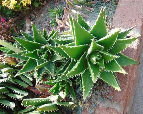 разные сочные