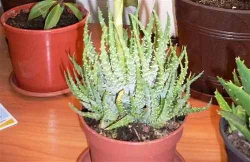 Aloe humilis: характеристики сорта, применение в медицинских целях и уход за ним